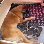 Roxy und Ihre Welpen